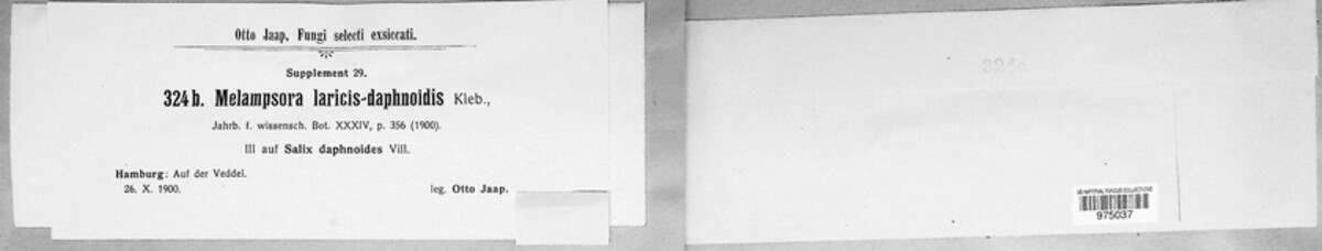 Melampsora laricis-daphnoidis image